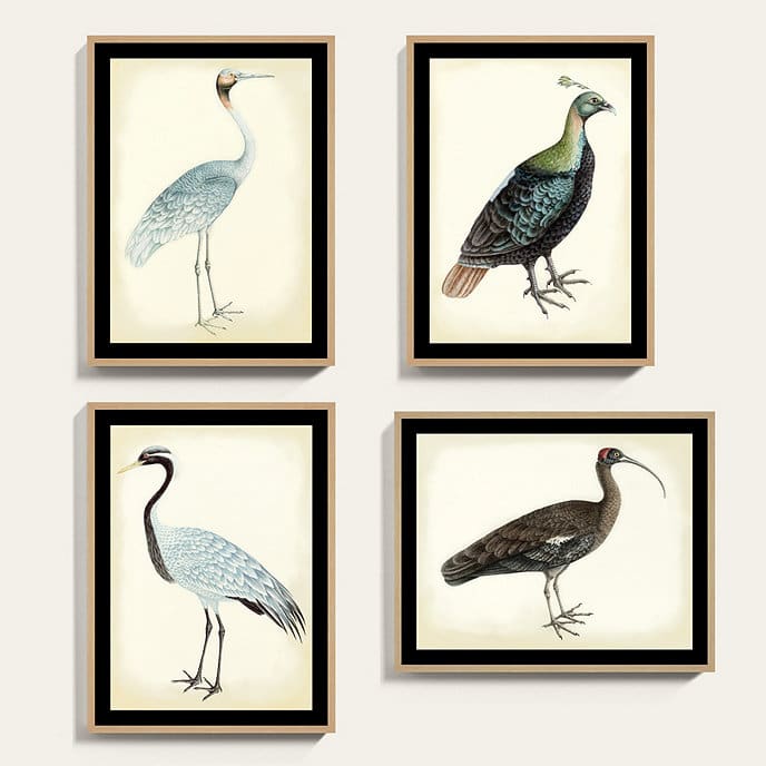 Bunny Williams bird prints - Ballard Design - prints - watercolor charmer