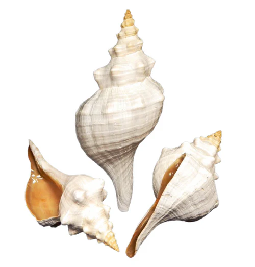 Good for a stunning house tour - shells